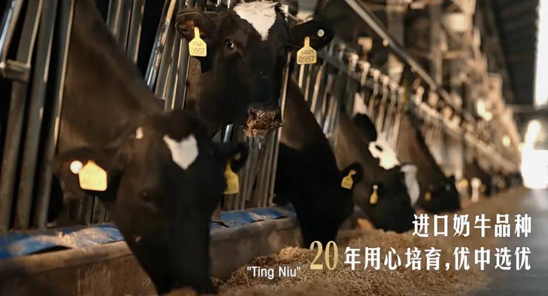 有机看金典如何持续刷新有机品质新标杆PG麻将胡了免费模拟器20年原产地(图5)