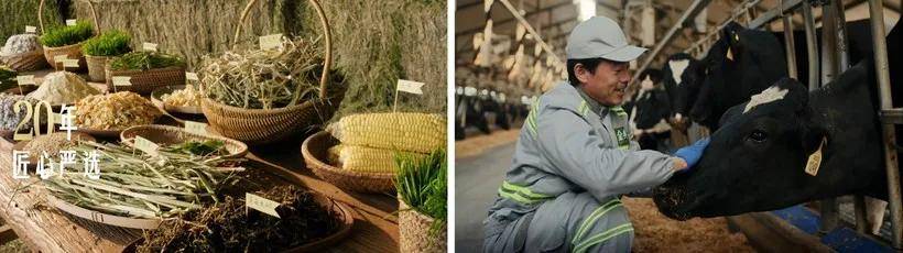 有机看金典如何持续刷新有机品质新标杆PG麻将胡了免费模拟器20年原产地(图8) 有机看金典如何持续刷新有机品质新标杆PG麻将胡了免费模拟器20年原产地(图8)